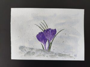 Miesiące: Krokusy w śniegu